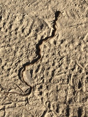 Masticophis flagellum piceus