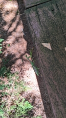 Stagmomantis carolina