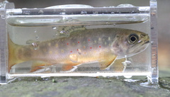 Salvelinus fontinalis