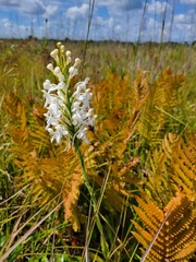 Platanthera blephariglottis conspicua