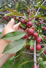 Malus prunifolia