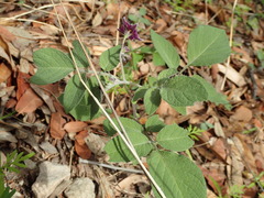 Solanum stoloniferum