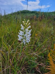 Platanthera blephariglottis conspicua