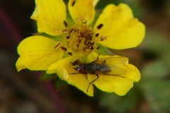 Muscidae