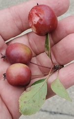 Malus prunifolia