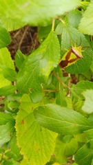 Acanthosoma haemorrhoidale