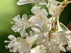 Reynoutria × bohemica