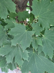 Acer platanoides