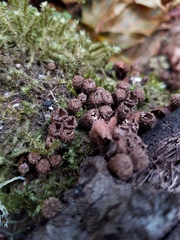 Cyathus striatus