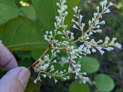 Reynoutria × bohemica