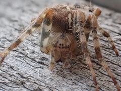 Araneus diadematus