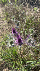 Eryngium leavenworthii