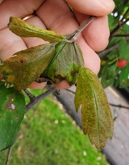 Malus prunifolia