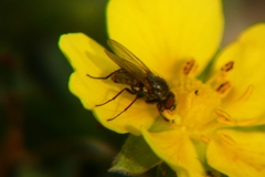 Muscidae