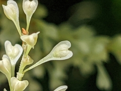 Reynoutria × bohemica