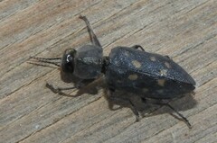 Melanophila consputa