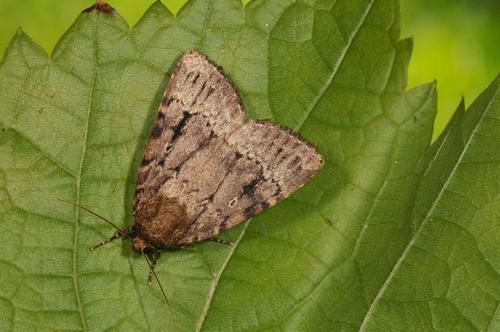 Eurasian Copper Underwing, photo 9 of 10
