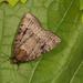 Eurasian Copper Underwing - Photo (c) anonymous, some rights reserved (CC BY-NC)