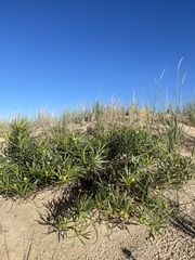 Stillingia sylvatica