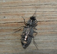 Melanophila consputa