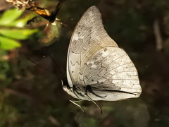 Archaeoprepona demophon