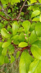 Eriophyes similis