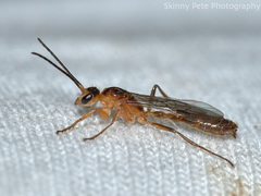 Pseudomyrmex gracilis