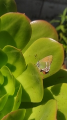 Callophrys xami