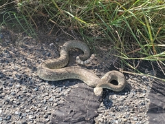 Crotalus scutulatus