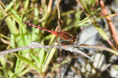 Sympetrum obtrusum