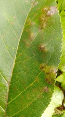 Phyllocoptes malinus