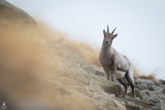 Capra ibex