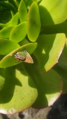 Callophrys xami