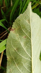 Phyllocoptes malinus