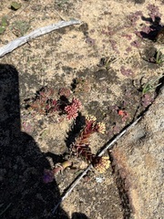 Crassula alpestris