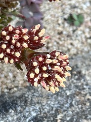Crassula alpestris