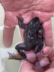Rana luteiventris