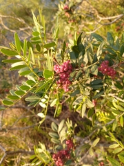 Pistacia lentiscus