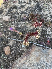 Crassula alpestris