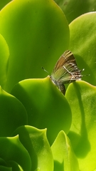 Callophrys xami