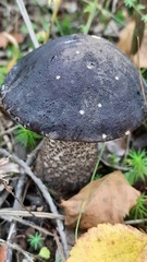 Leccinum scabrum melaneum