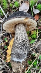 Leccinum scabrum melaneum