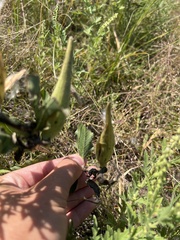 Asclepias viridiflora