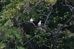 Ducula bicolor