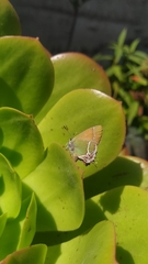 Callophrys xami