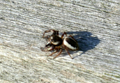 Eris militaris