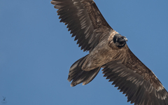 Gypaetus barbatus