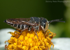 Coelioxys mexicanus