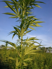 Cannabis sativa