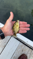 Ambloplites rupestris